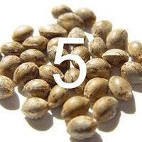 5 seeds