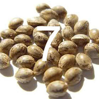 7 seeds