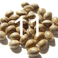 11 seeds