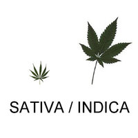 mostly Indica