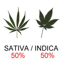 50% Indica 50% Sativa