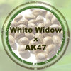 White Widow x AK 47