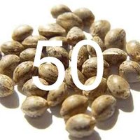 50 seeds