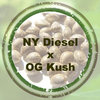 New York Diesel x OG Kush
