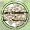 Auto Blueberry x Auto Somango