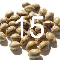 15 seeds